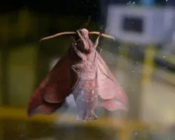 en mi ventana