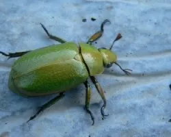 escarabajo verde
