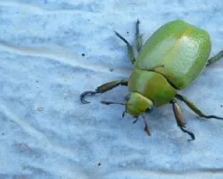 escarabajo verde