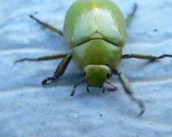 escarabajo verde