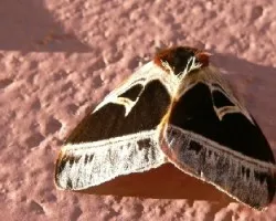 polilla