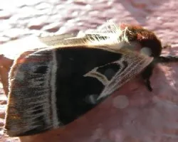 polilla