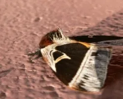 polilla