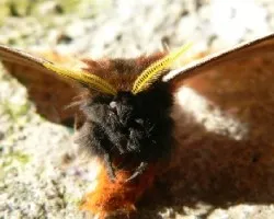 polilla