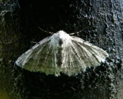 paloma