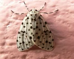paloma