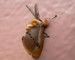 paloma