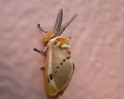 paloma