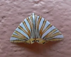 paloma