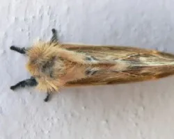 paloma