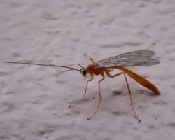 insecto
