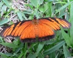 mariposa
