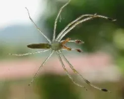 ara?ita