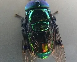 mosca