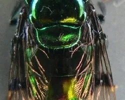 mosca