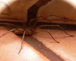 ara?a en mi cocina