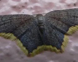 paloma