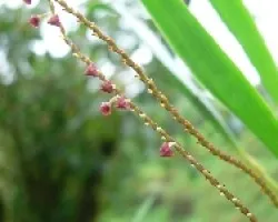 orquidea miniatura