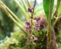 orquidea miniatura