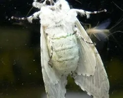 polilla
