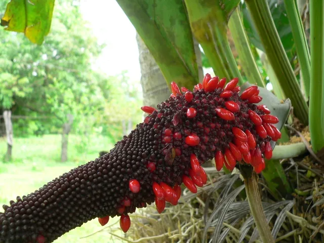 Foto