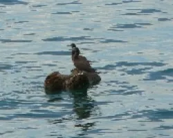 aves en el golfo