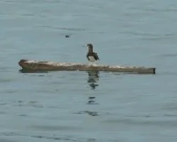 aves en el golfo