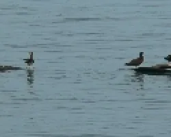 aves en el golfo
