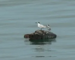 aves en el golfo