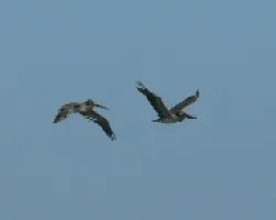 aves en el golfo