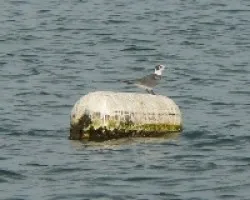 aves en el golfo
