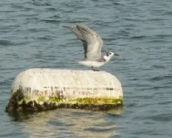aves en el golfo