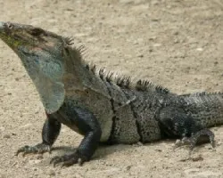 iguana