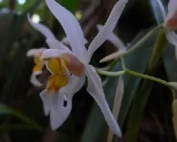 coelogyne cristata