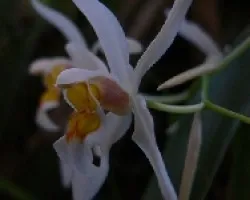 coelogyne cristata