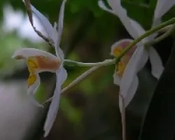 coelogyne cristata