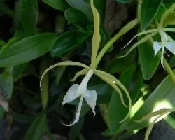epidendrum sp.