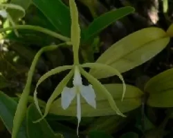 epidendrum sp.