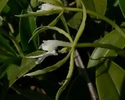epidendrum sp.
