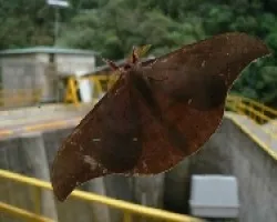 mariposa en ventana