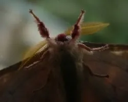 mariposa en ventana