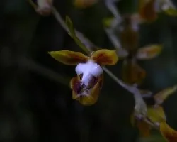 epidendrun sp