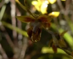 epidendrun