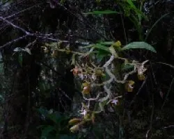 epidendrun sp