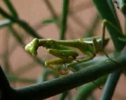 mantis