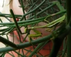 mantis