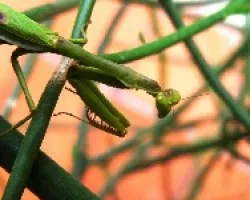 mantis