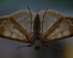 palomilla
