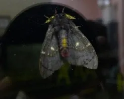 palomilla