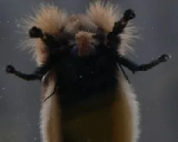 peludilla